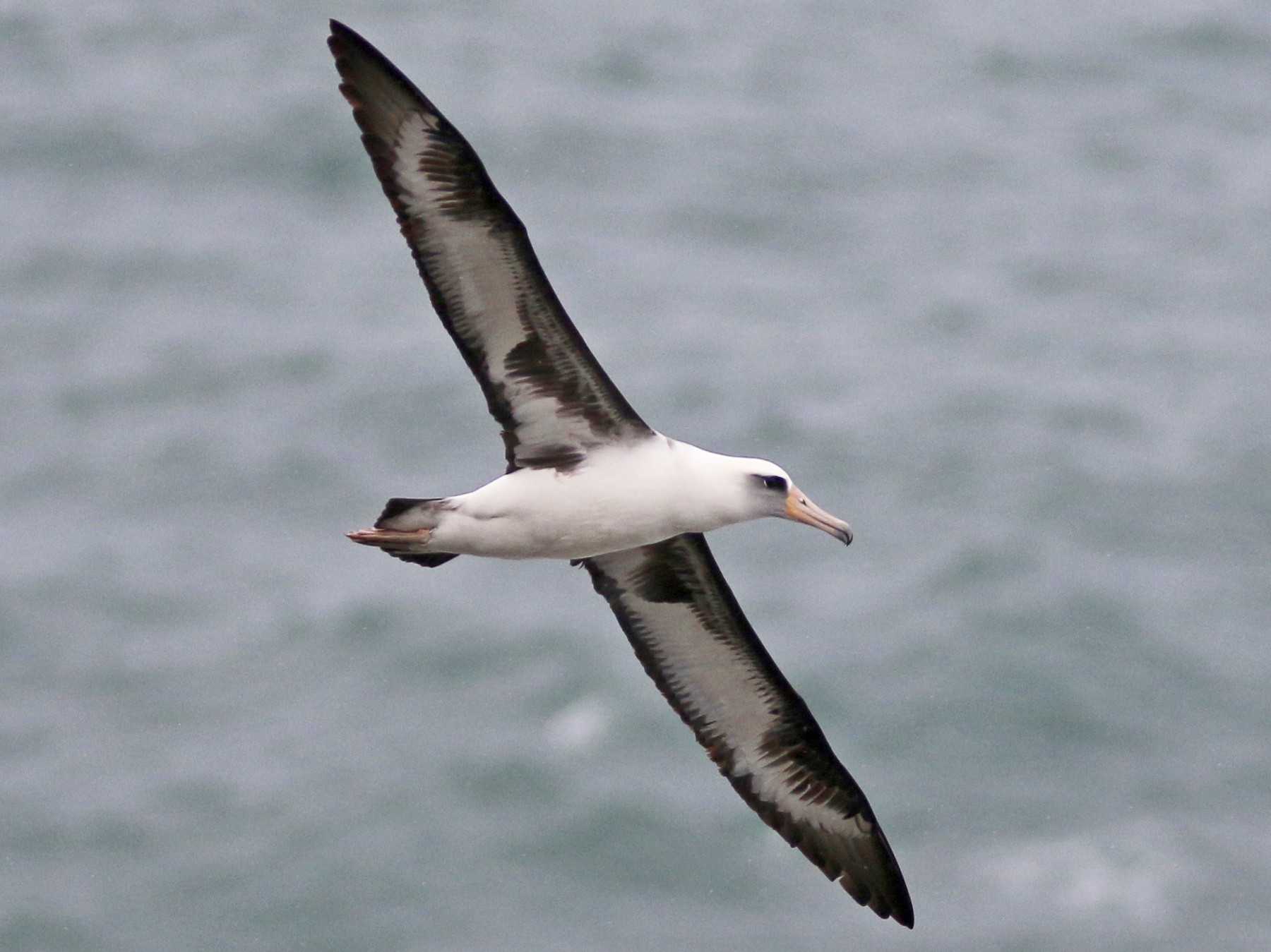 Laysan Albatross - Russ Morgan