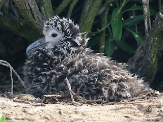 コアホウドリ - eBird