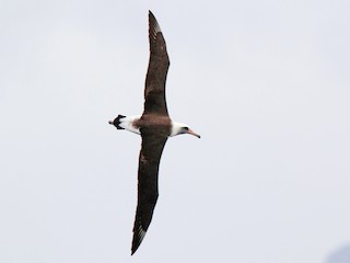 コアホウドリ - eBird