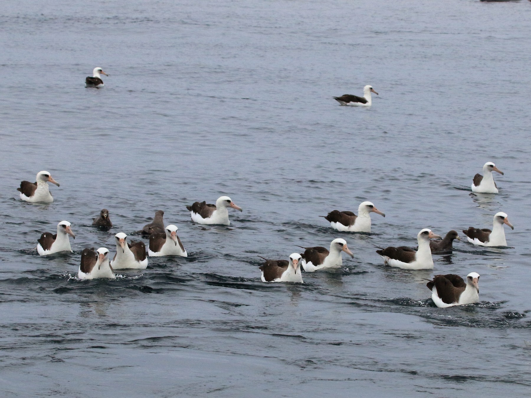 Laysan Albatross - Vicki  Sandage