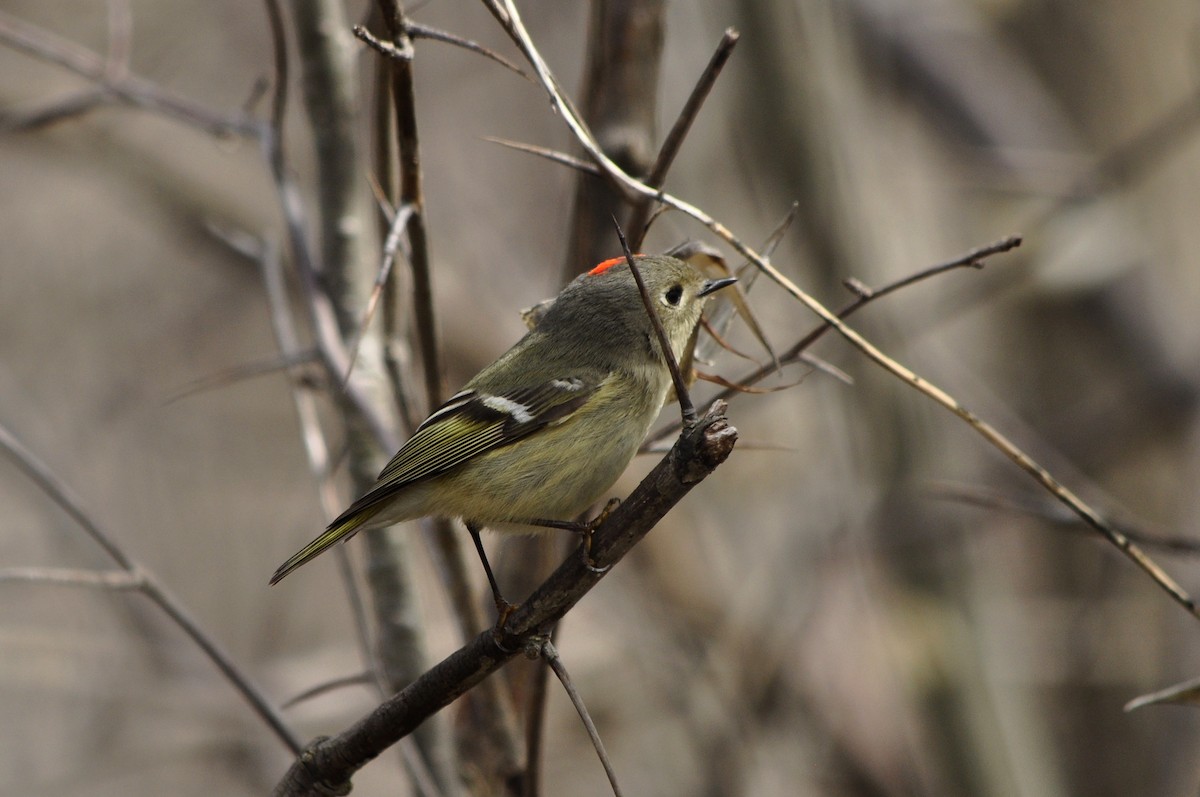 Ruby-crowned Kinglet - Kaitlin Brough
