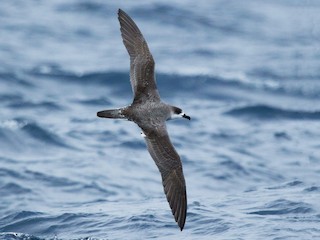  - Fernando Díaz I Albatross Birding Chile - ML96744051