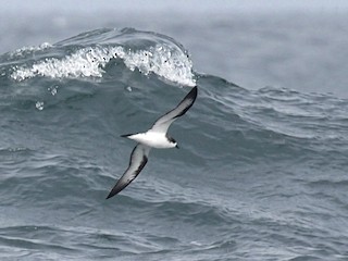 ハワイシロハラミズナギドリ - eBird