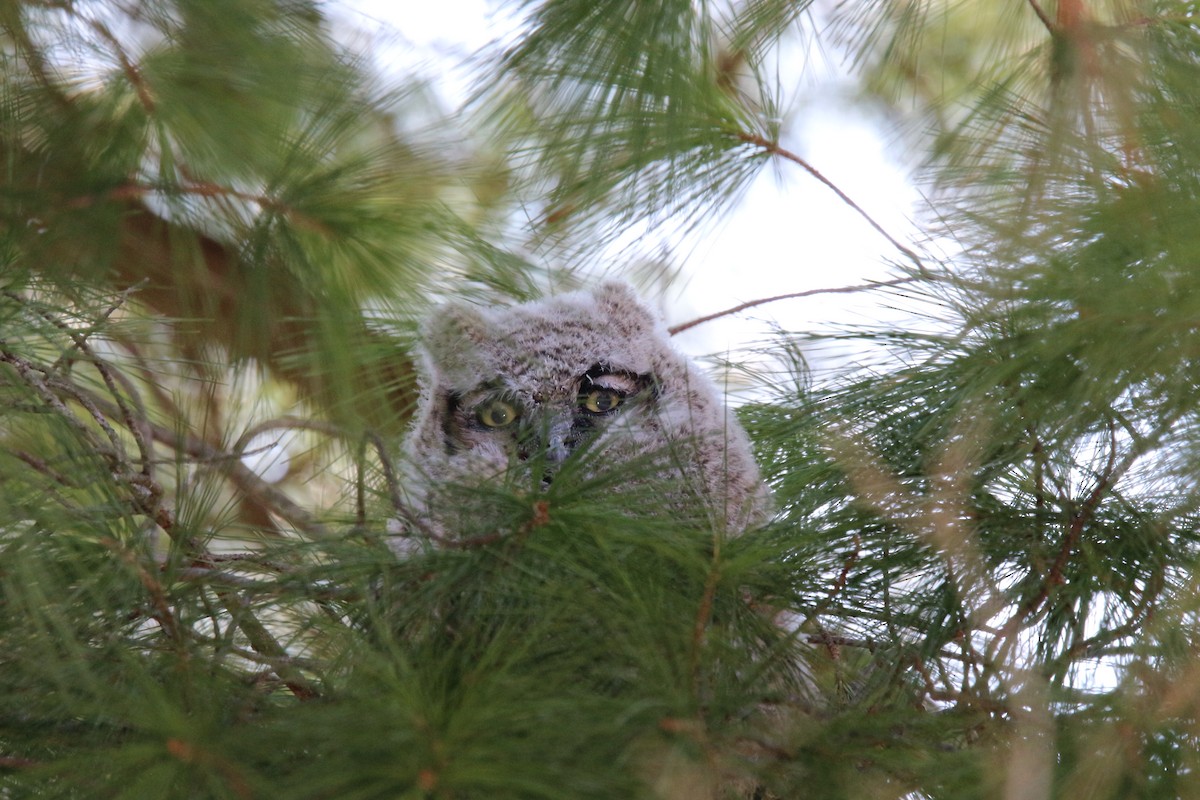 Great Horned Owl - Kathleen Janik