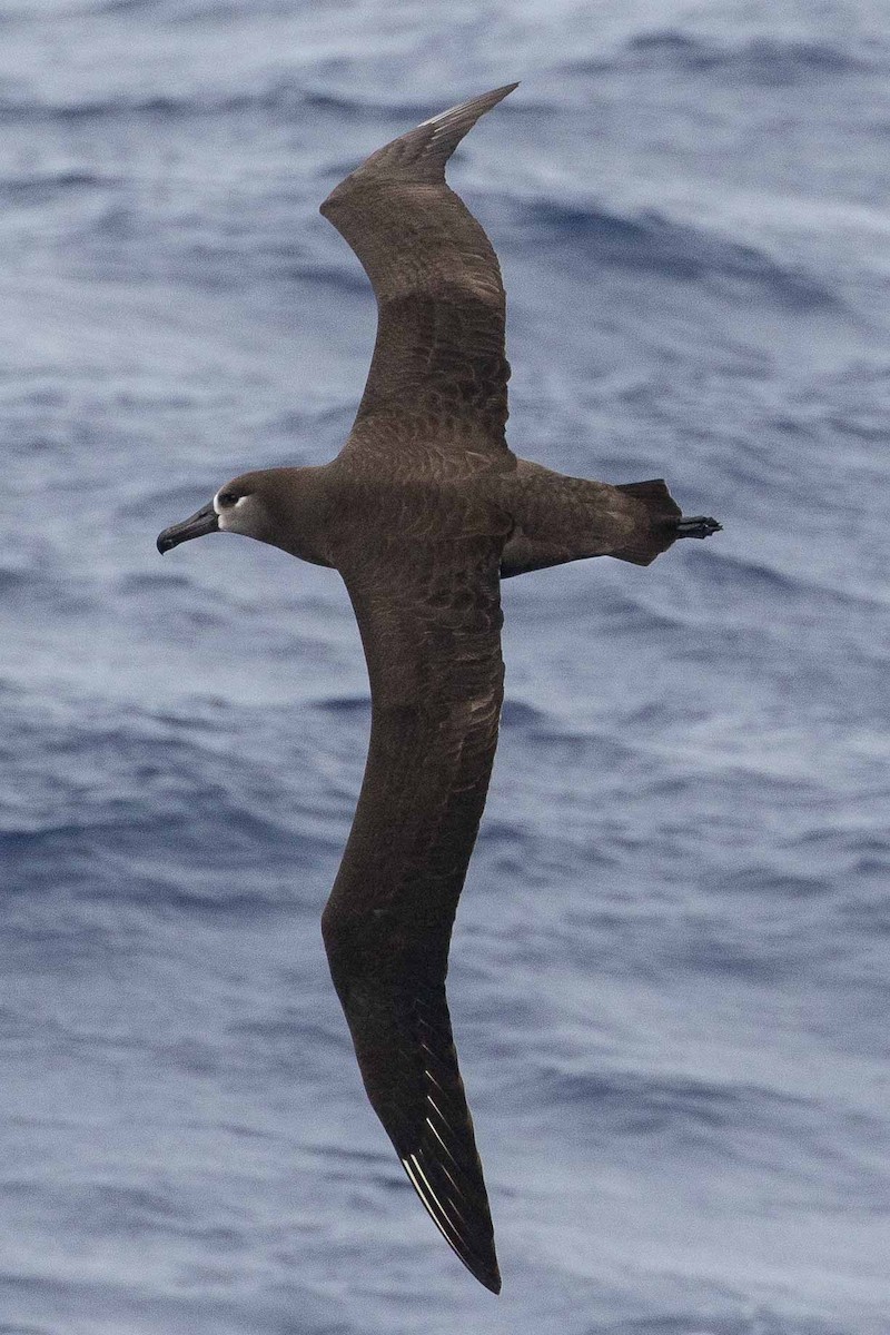 Black-footed Albatross - ML96749431