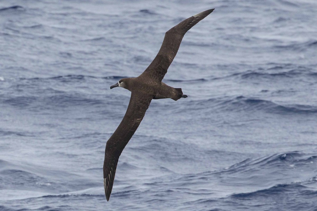 Black-footed Albatross - Eric VanderWerf
