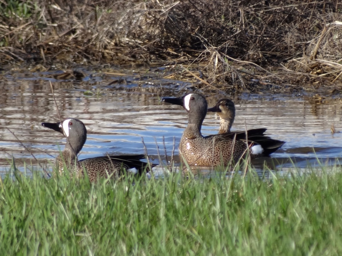 Blue-winged Teal - Jeffrey Roth