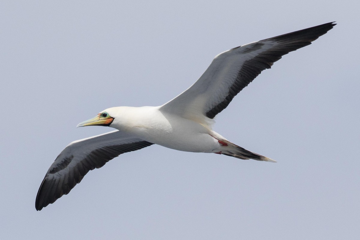 Red-footed Booby - ML96750451