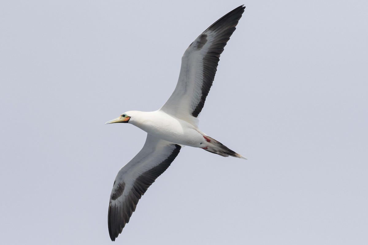 Red-footed Booby - ML96750611