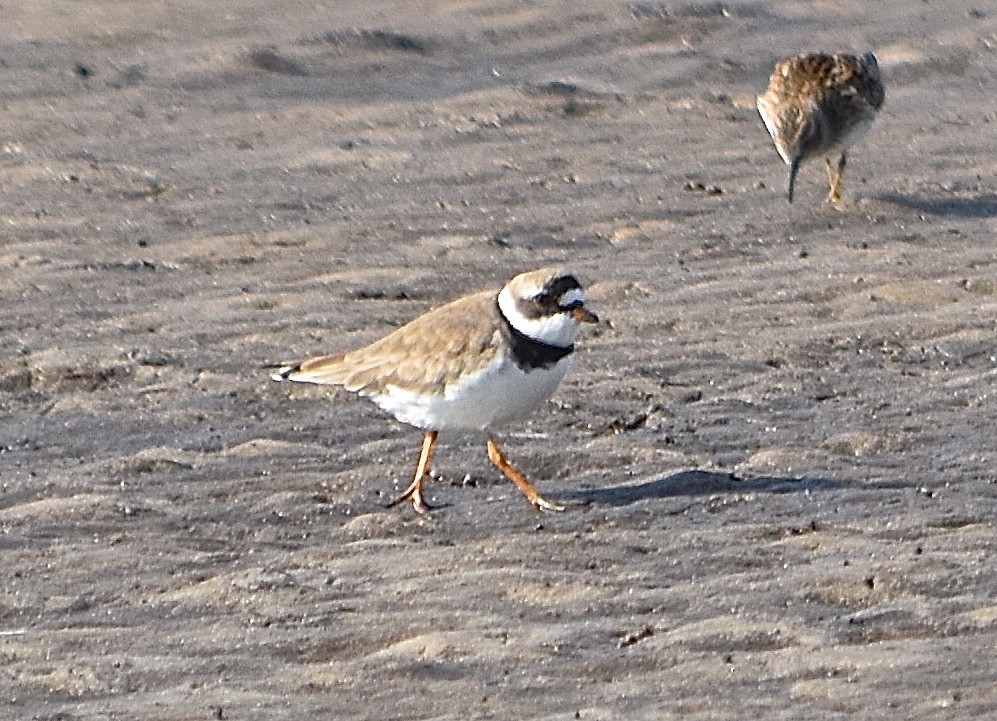 Semipalmated Plover - ML96750881