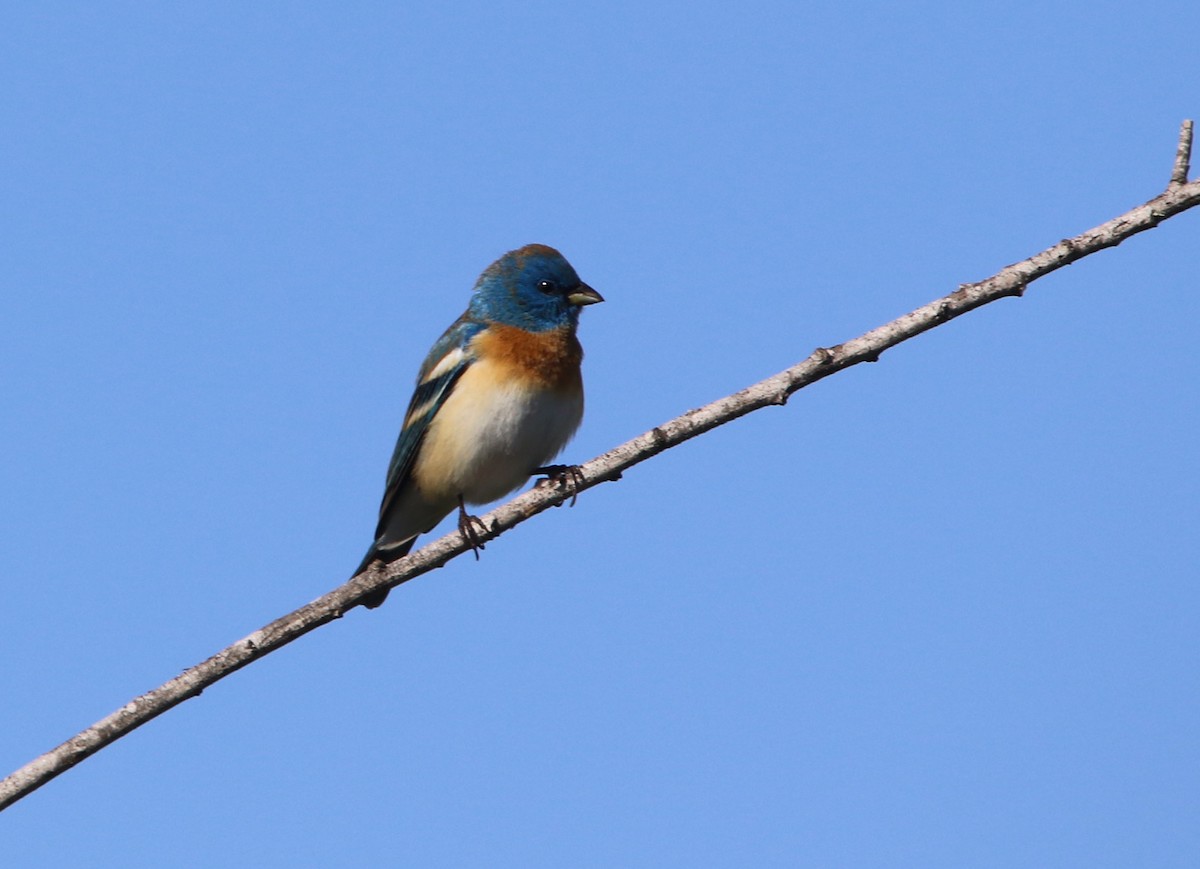 Lazuli Bunting - Pair of Wing-Nuts