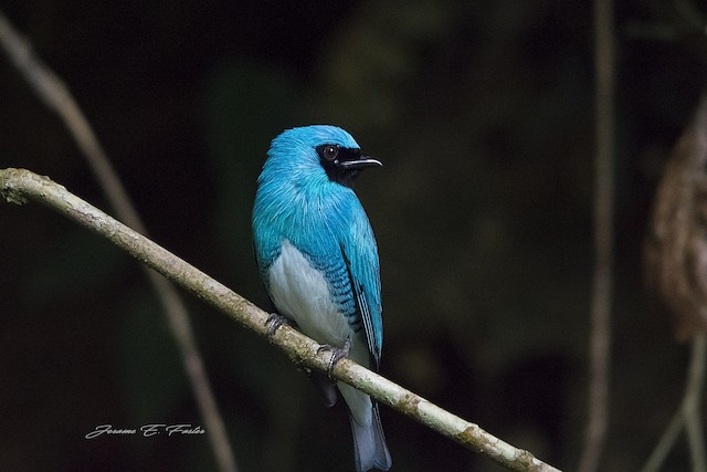 Swallow Tanager - eBird