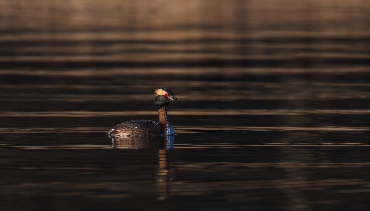 Horned Grebe - Kenny Younger