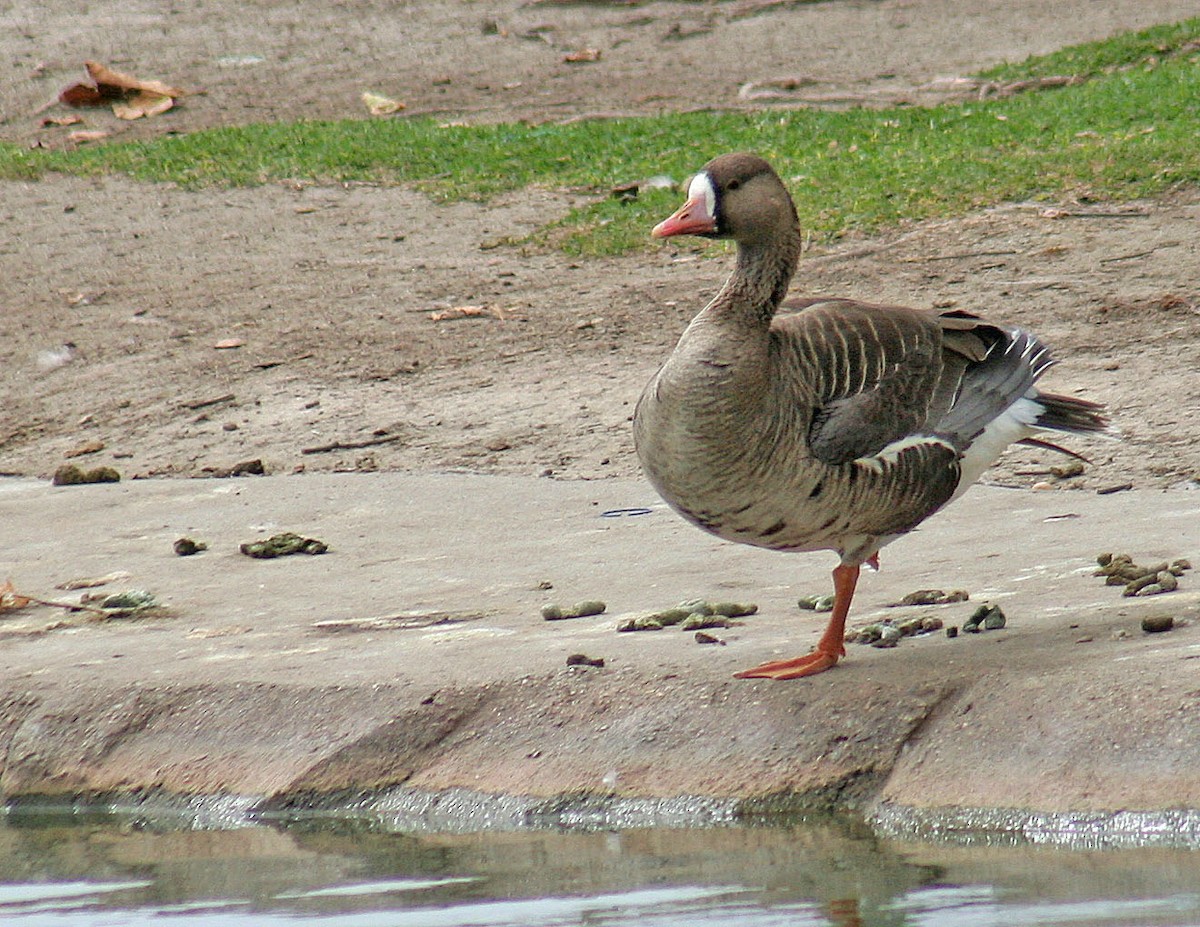 Greater White-fronted Goose - ML96758021