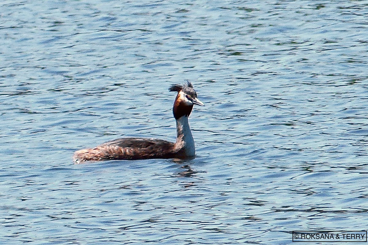 Great Crested Grebe - Roksana and Terry