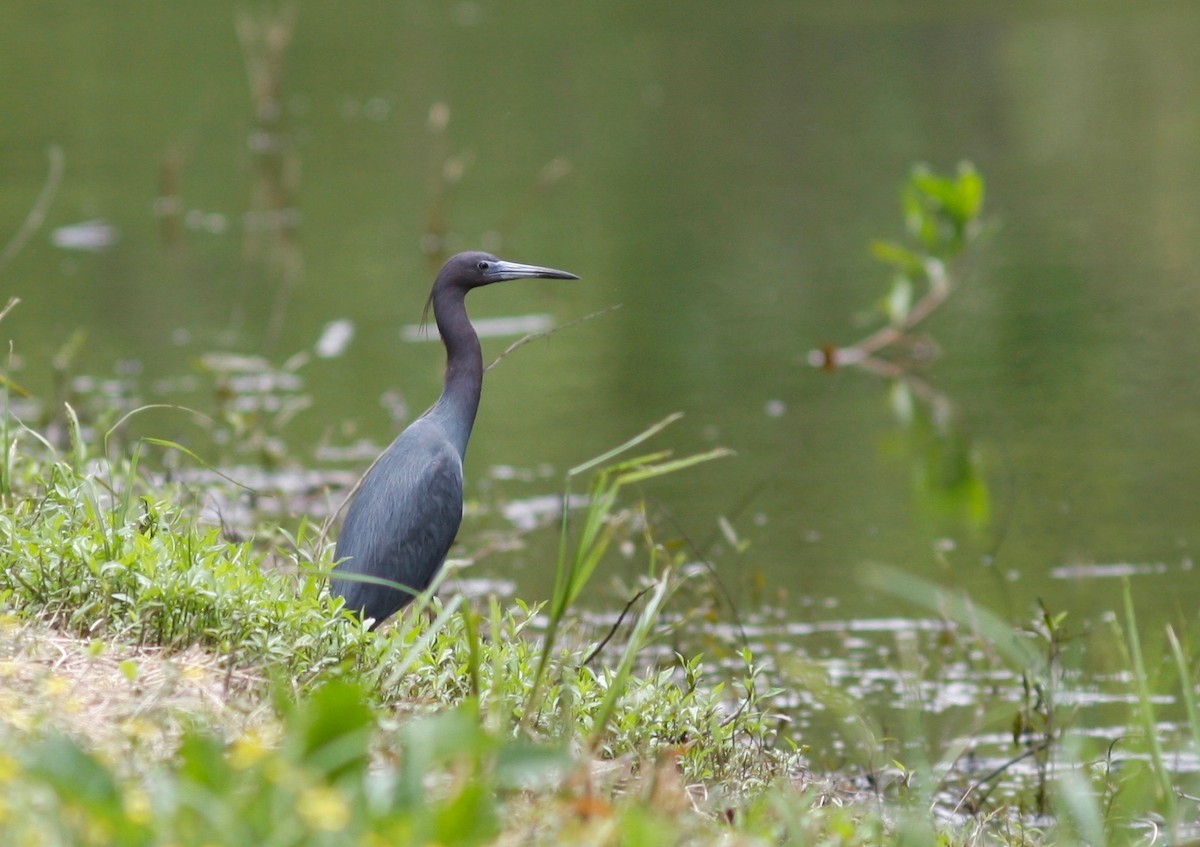 Little Blue Heron - Andre Moncrieff