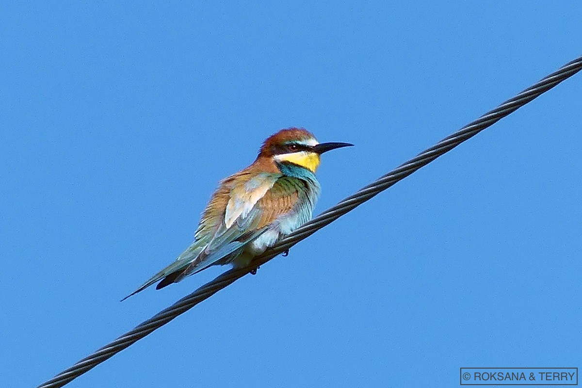 European Bee-eater - Roksana and Terry