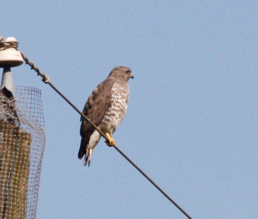 Broad-winged Hawk - Andre Moncrieff