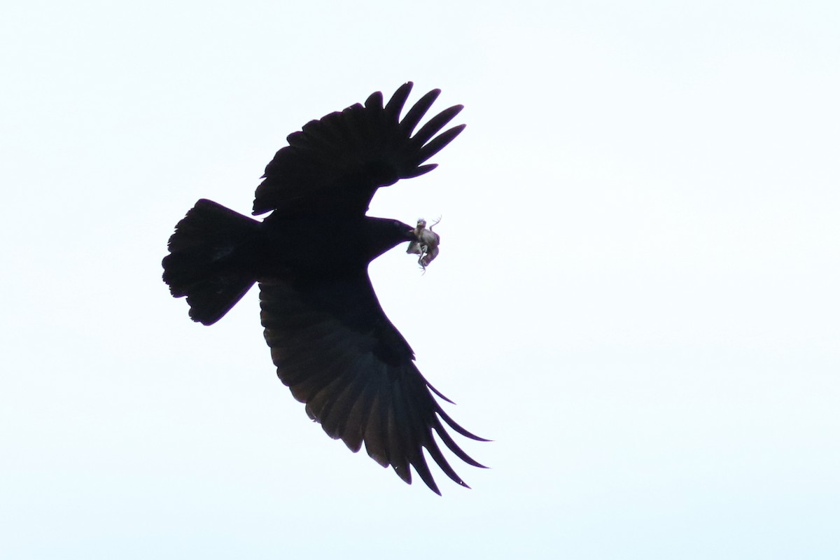 Corvus sp. (crow sp.) - ML96763351