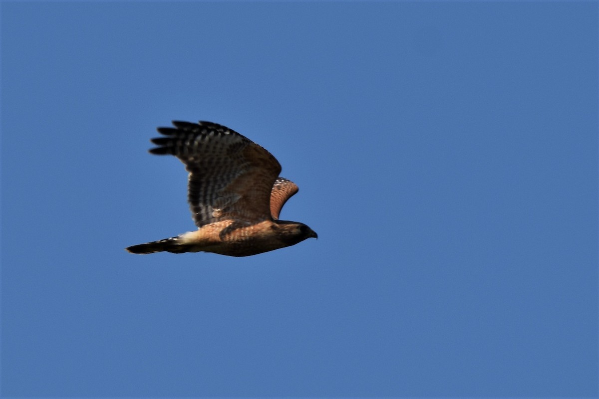 Red-shouldered Hawk - Ed Leigh