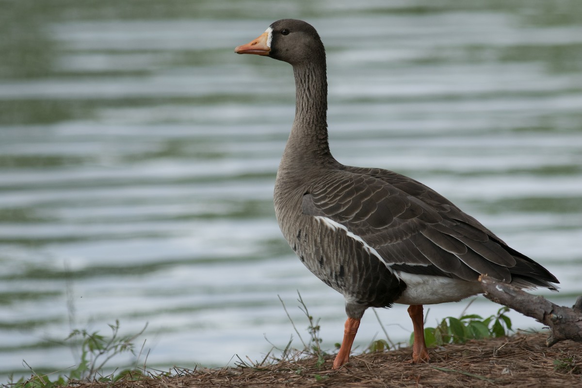 Greater White-fronted Goose - ML96765701