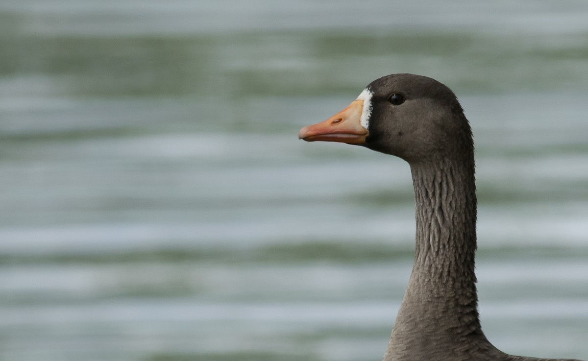 Greater White-fronted Goose - Andrew Dreelin