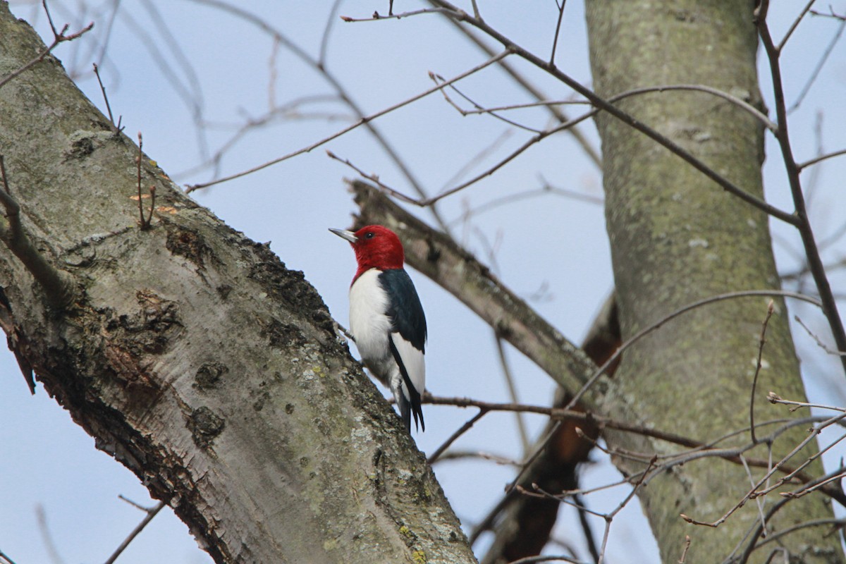 Red-headed Woodpecker - Paul Miller