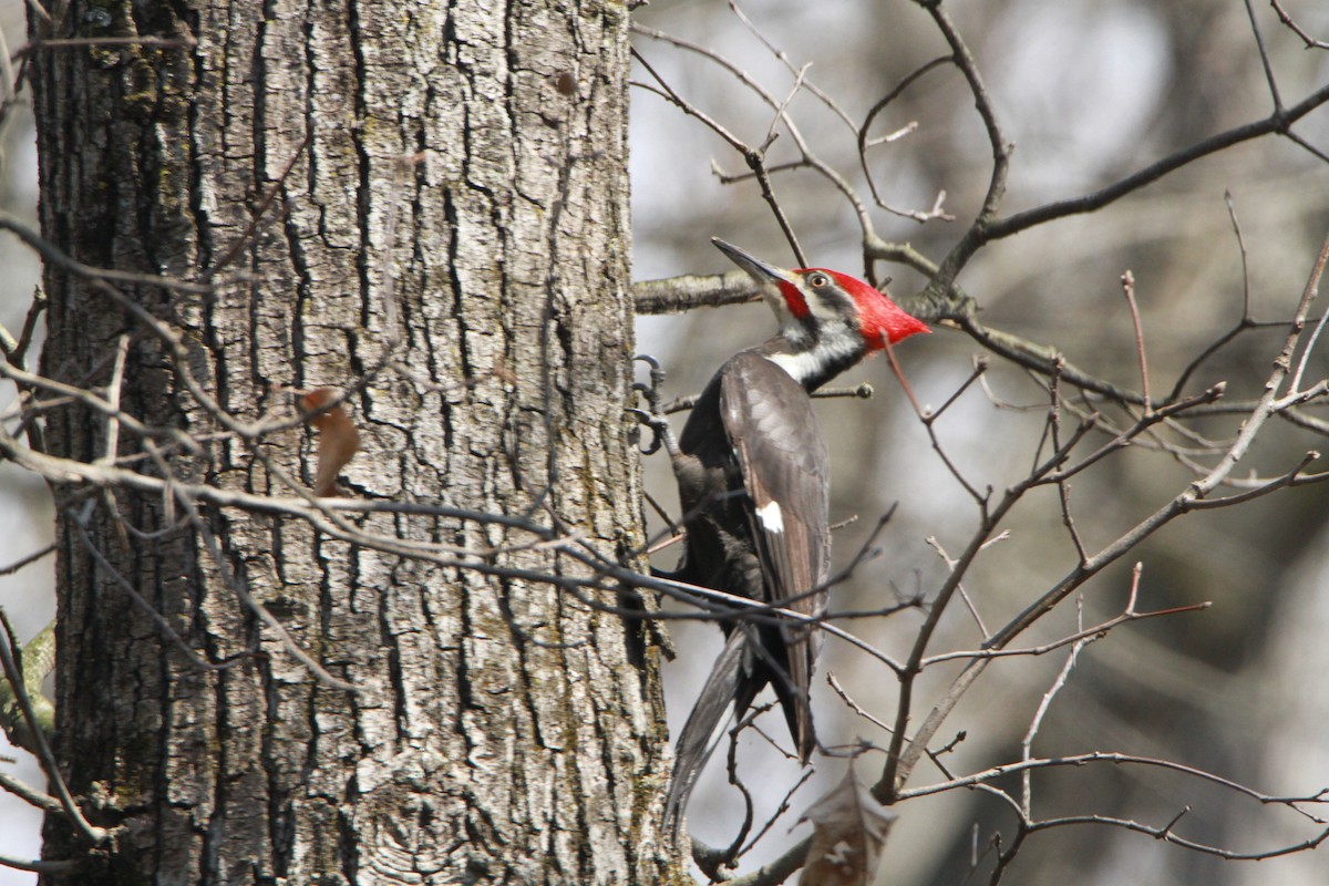 Pileated Woodpecker - Paul Miller