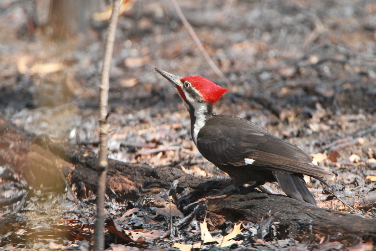 Pileated Woodpecker - Paul Miller
