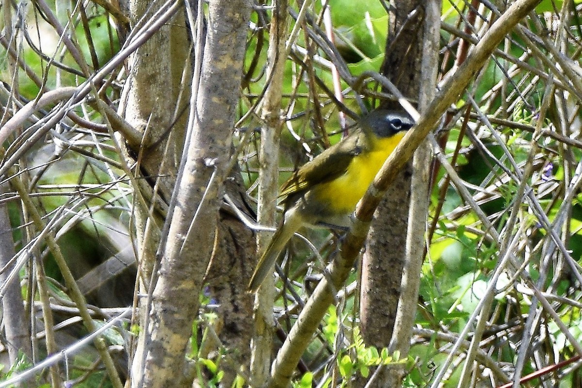 Yellow-breasted Chat - ML96767131