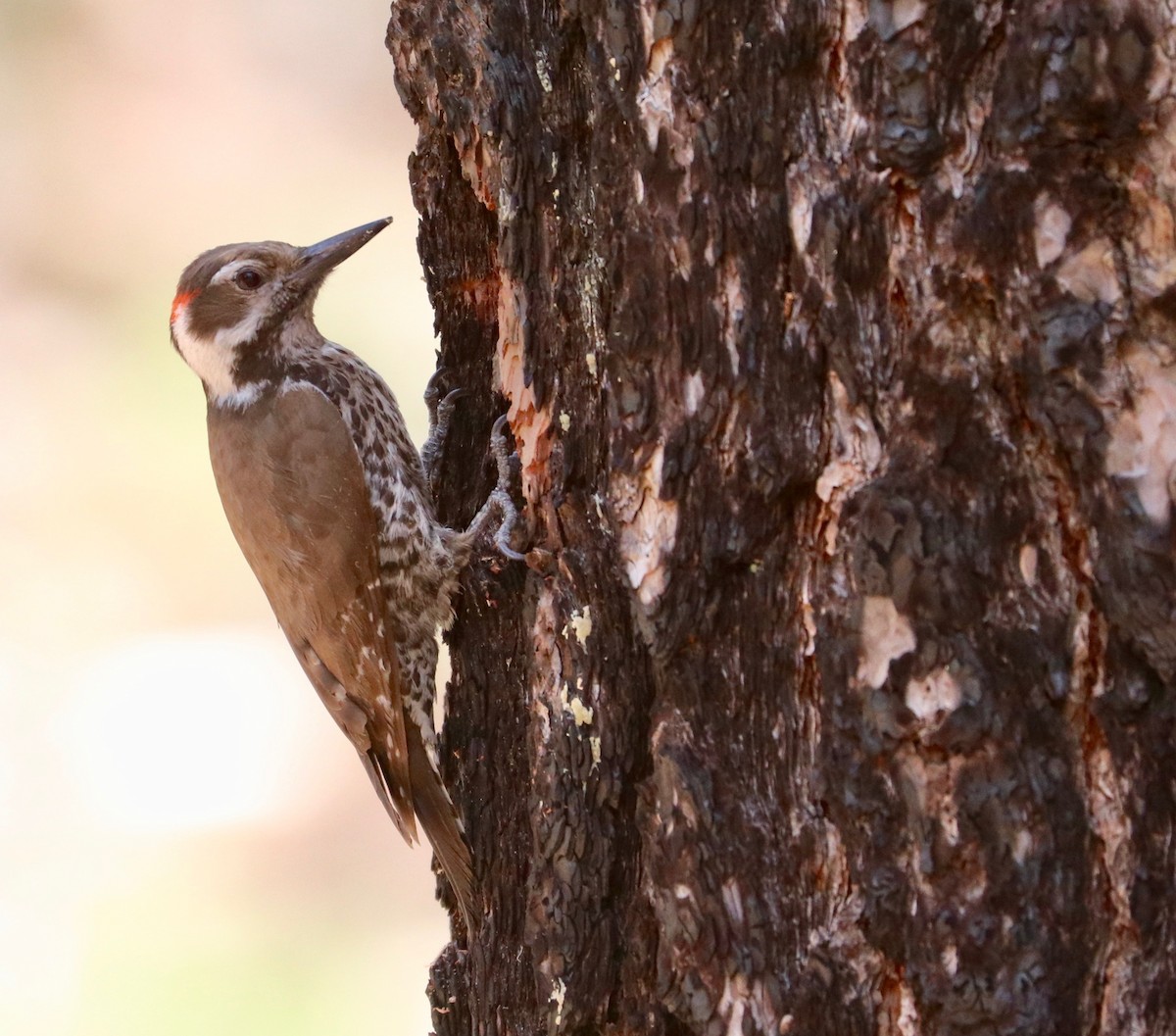 Arizona Woodpecker - Karl Overman