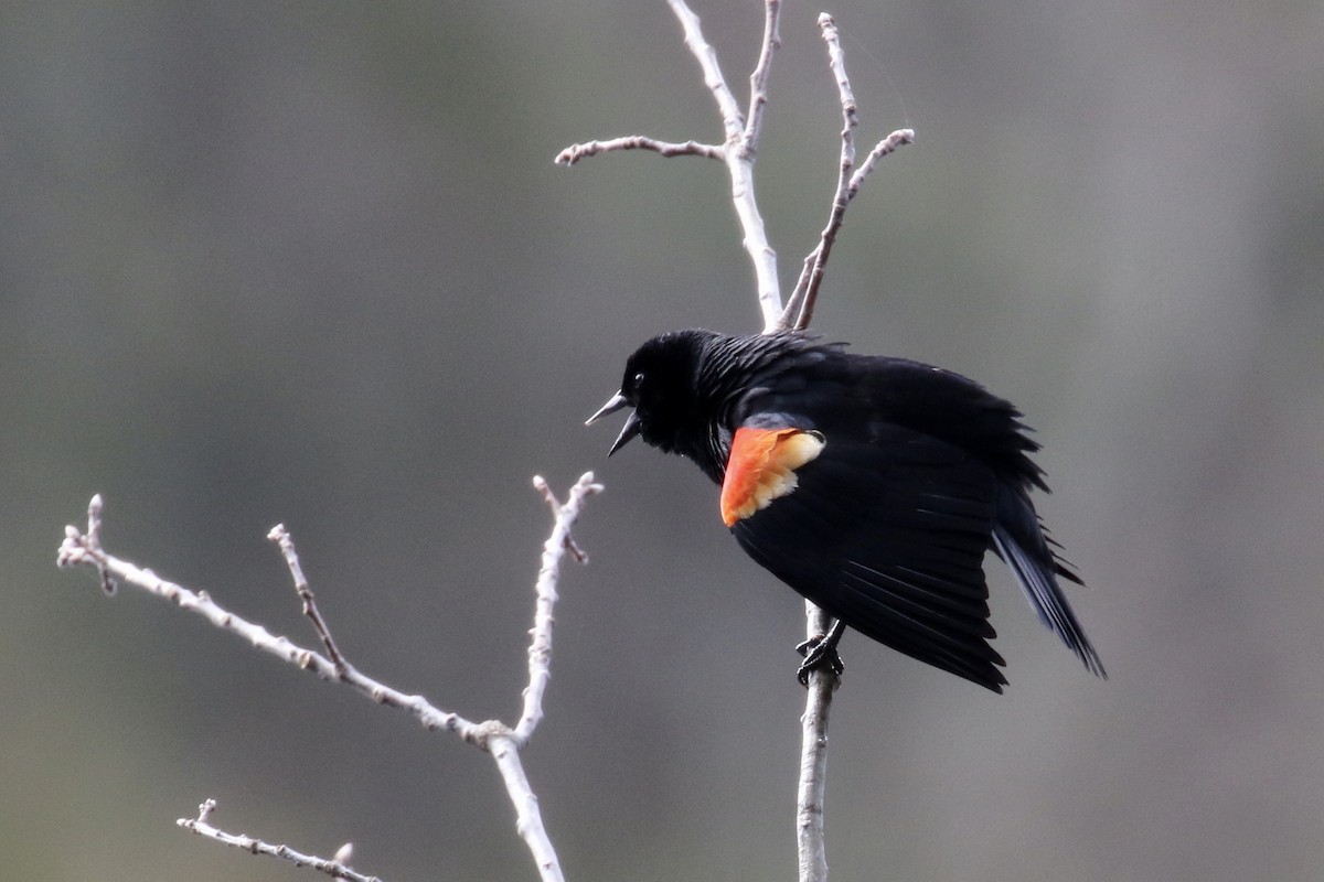 Red-winged Blackbird - Andy Sanford