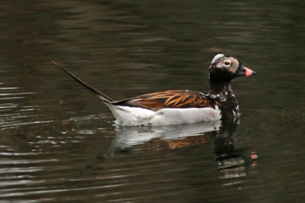 Long-tailed Duck - Tina Valentinetti