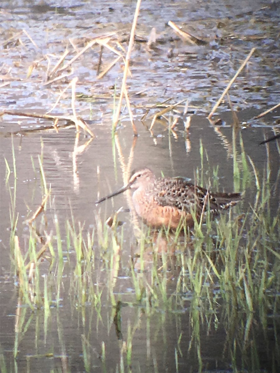 Long-billed Dowitcher - Donald A. Sutherland