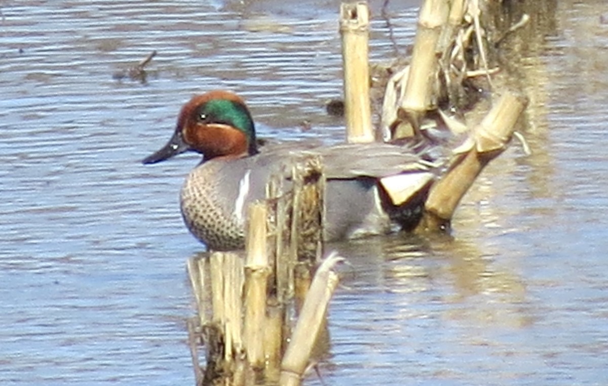 Green-winged Teal - ML96774731