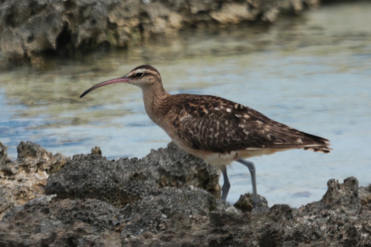 Bristle-thighed Curlew - ML96774941