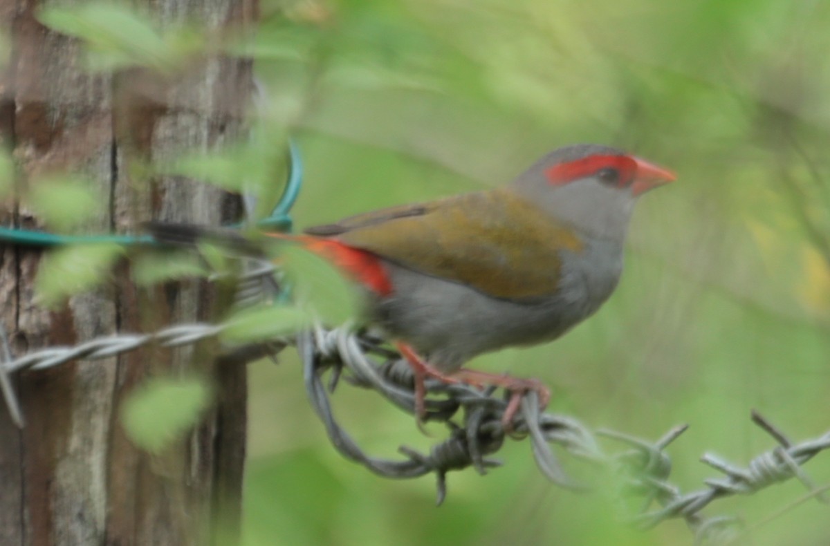 Red-browed Firetail - ML96775991