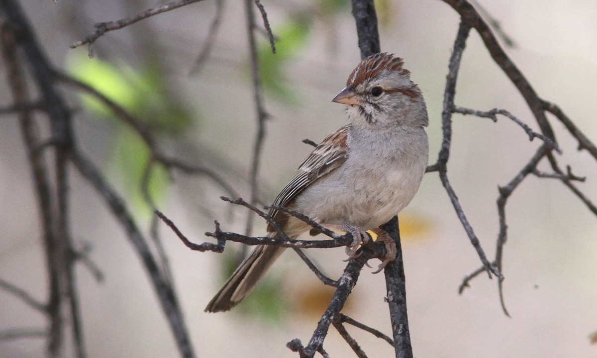 Rufous-winged Sparrow - ML96781051