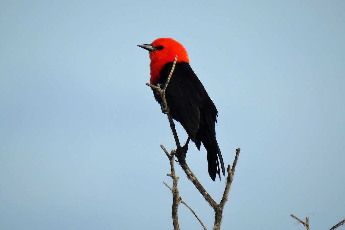 Scarlet-headed Blackbird - ML96783101