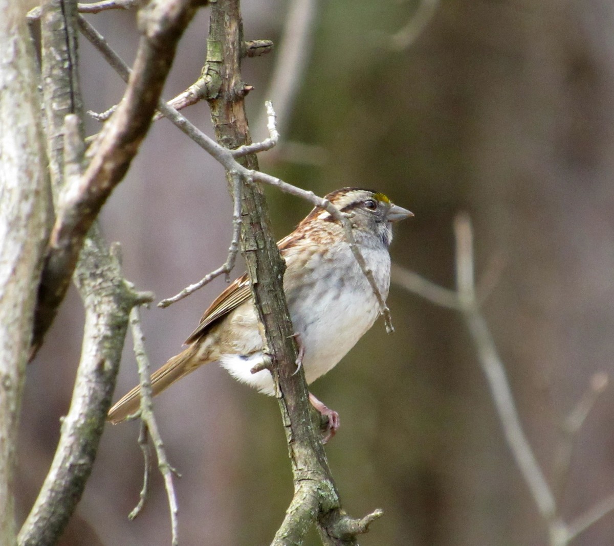 White-throated Sparrow - Debbie and Mark Raven