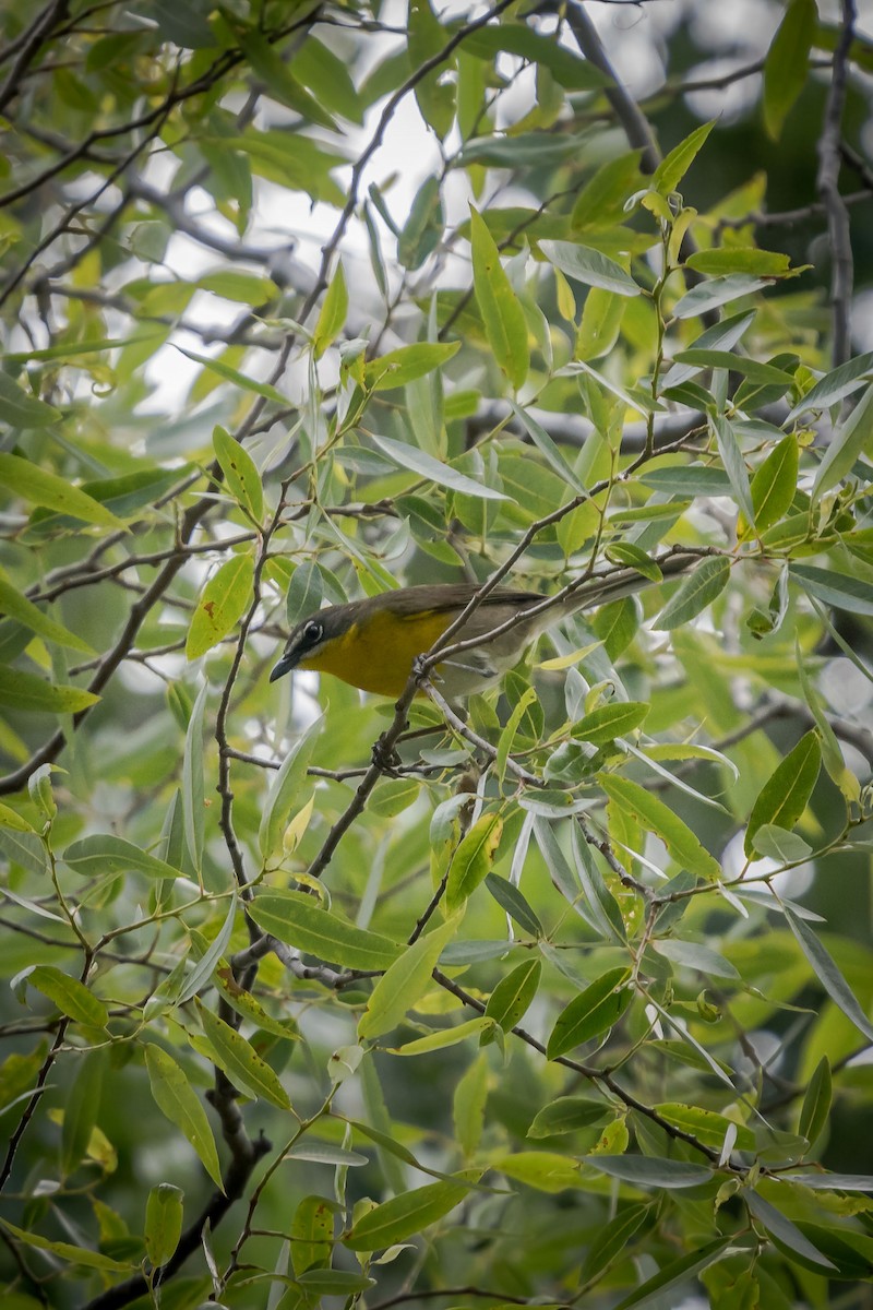 Yellow-breasted Chat - Deb Ford