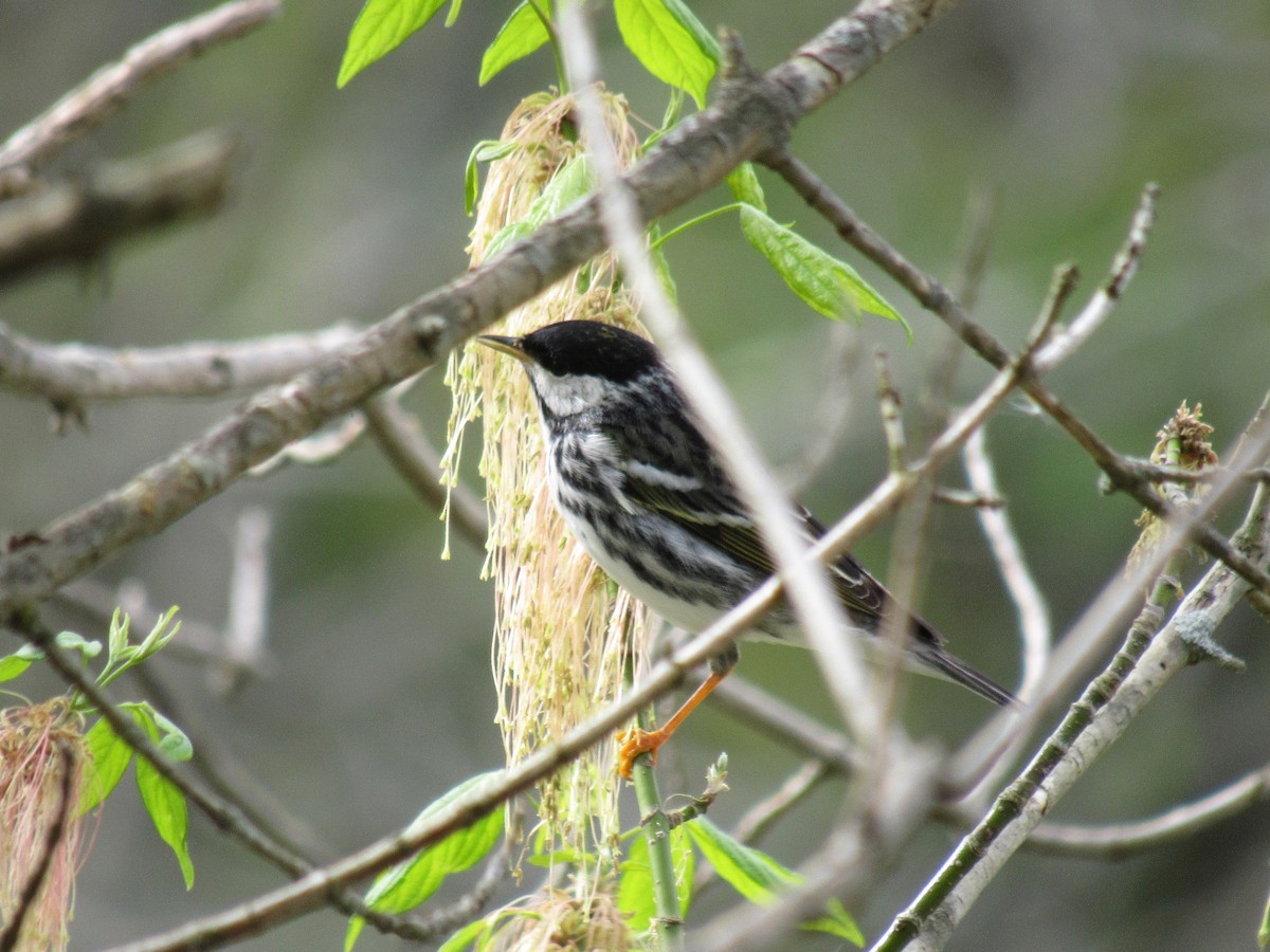 Blackpoll Warbler - pete wrublewski