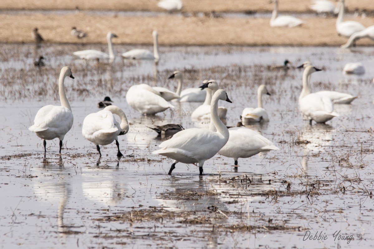 Tundra Swan - Debbie Young