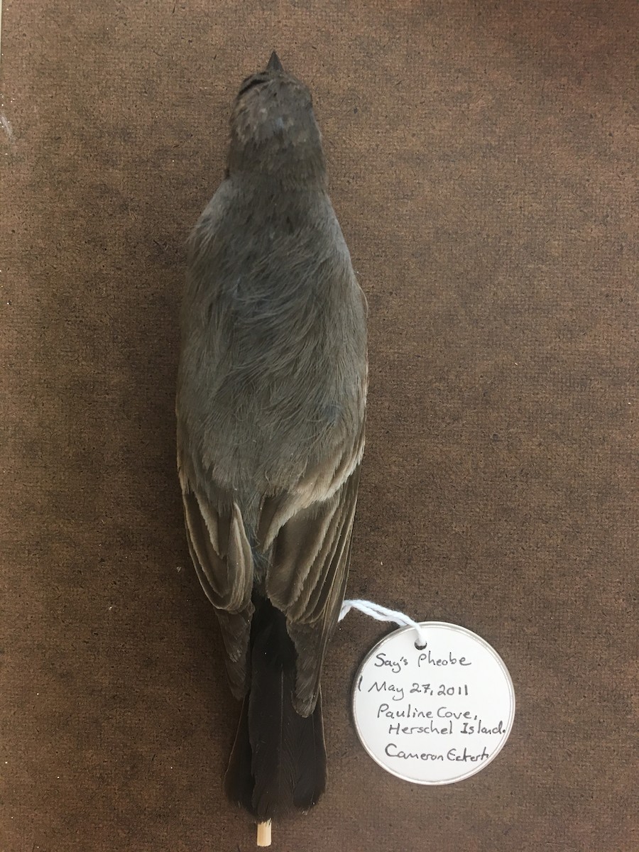 Say's Phoebe - Yukon Bird Club Historical Data