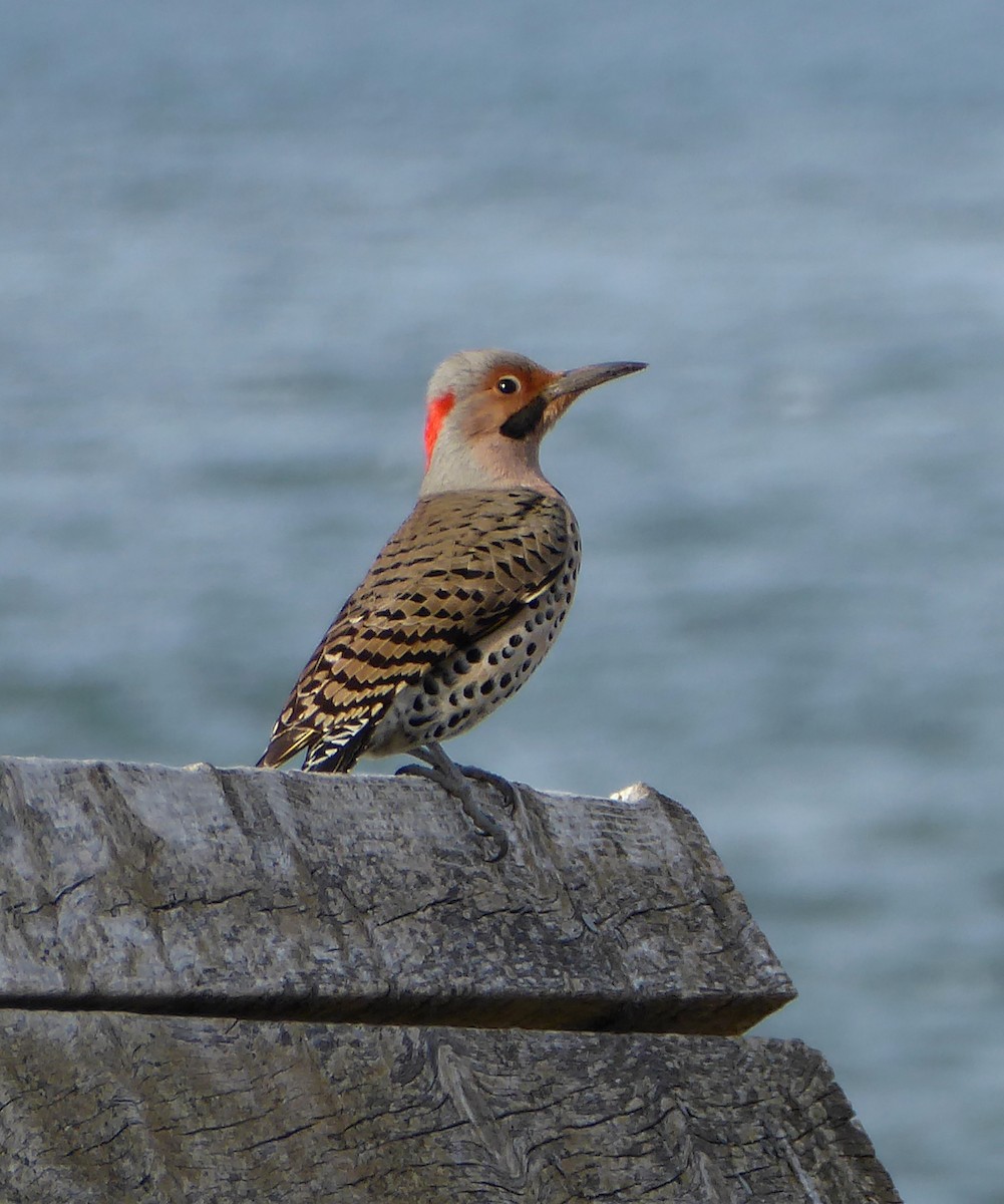 Northern Flicker (Yellow-shafted) - ML96796131