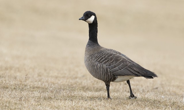 Cackling Goose Identification, All About Birds, Cornell Lab of