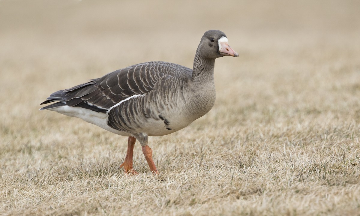 Greater White-fronted Goose - ML96797341