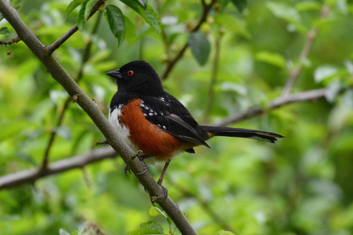 Spotted Towhee - Will Brooks