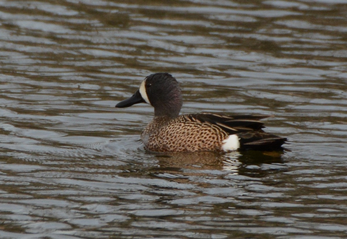 Blue-winged Teal - ML96799221
