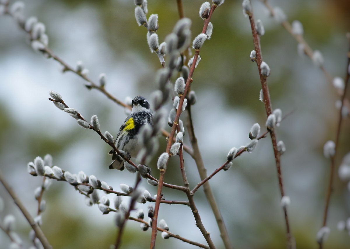 Yellow-rumped Warbler (Myrtle) - Phillip Odum